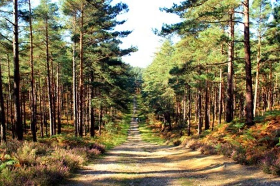 Swinley Forest (Bracknell)