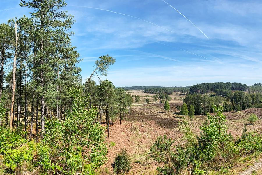 Wareham Forest (Sika Trail / Wareham Forest riding)