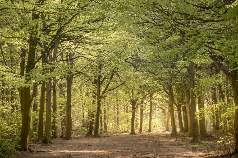 Friston Forest (South Downs)