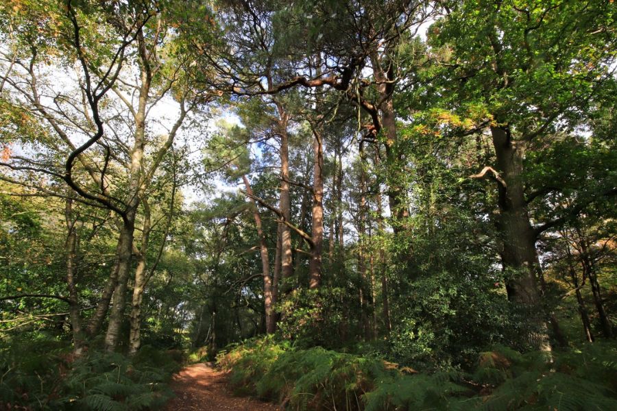 Ashdown Forest (Weald / High Weald)