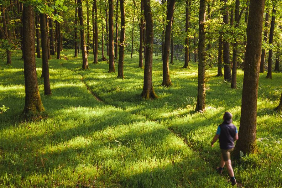 Mortimer Forest (Ludlow area – border riding)