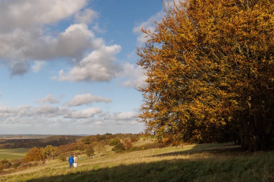Ashridge Estate (National Trust – Tring/Berkhamsted area)